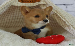 Welsh Corgi Pembroke dogs for sale: Gilbert - Image 8