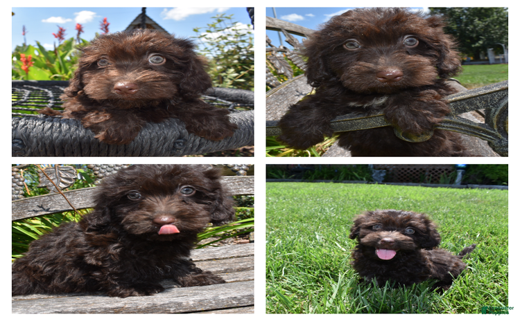 Havapoo dogs for sale - Ad 1