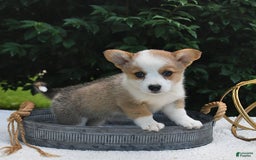 Welsh Corgi Pembroke dogs for sale: Rose - Image 4