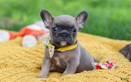 French Bulldog dogs for sale: French Bulldog 3 puppies - Image 7