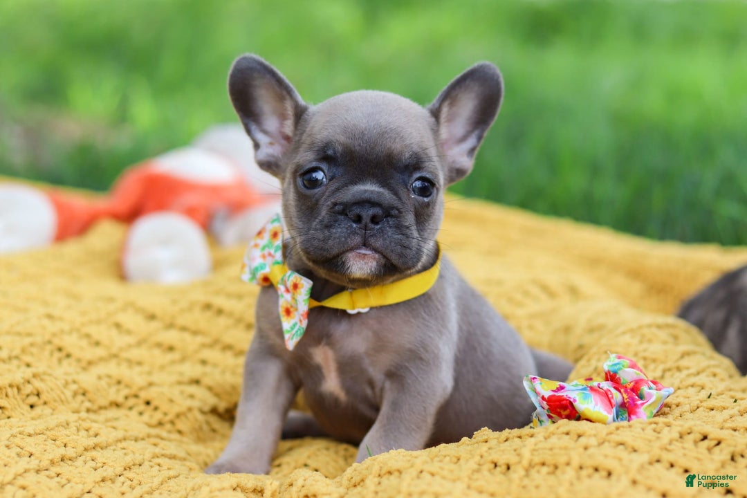 French Bulldog dogs for sale: French Bulldog 3 puppies - Image 7