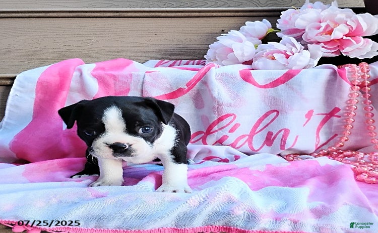Boston Terrier dogs for sale - Ad 3