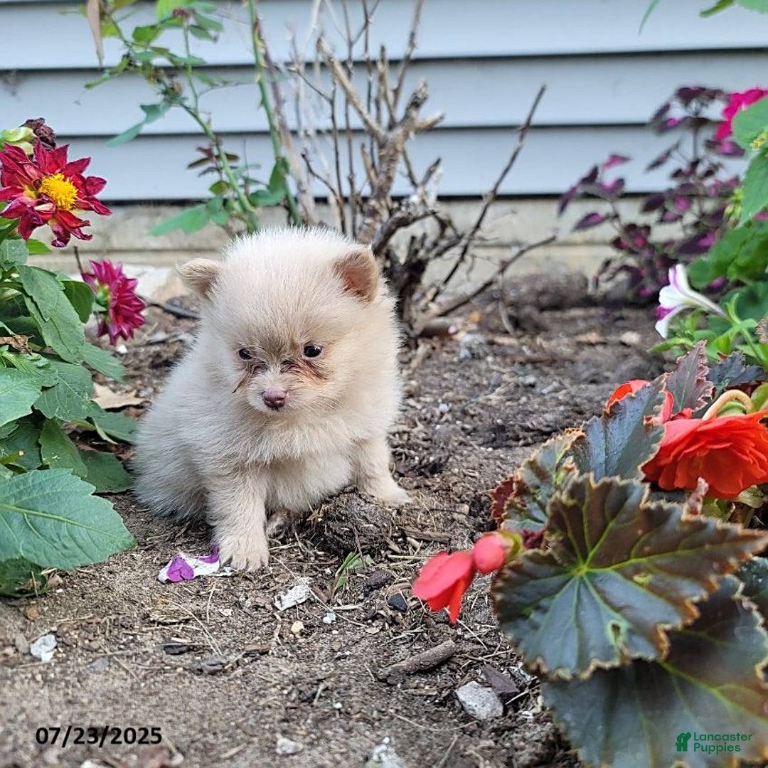 Pomeranian dogs for sale: Cameron - Image 5