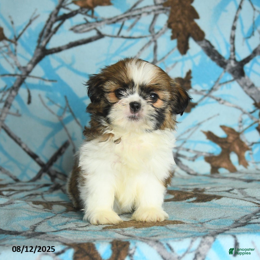 Shih Tzu dogs for sale: Sahara - Image 5