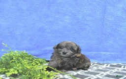 Mini Goldendoodle dogs for sale: Kai - Image 14