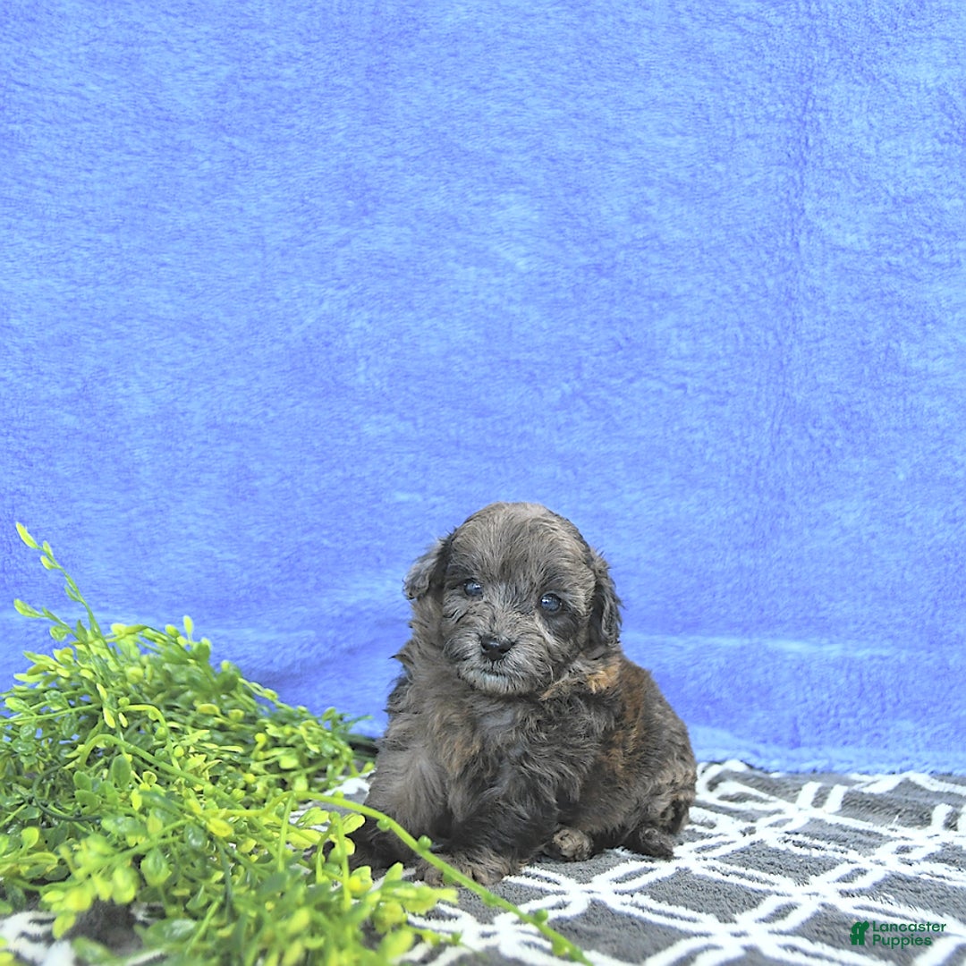 Mini Goldendoodle dogs for sale: Kai - Image 14