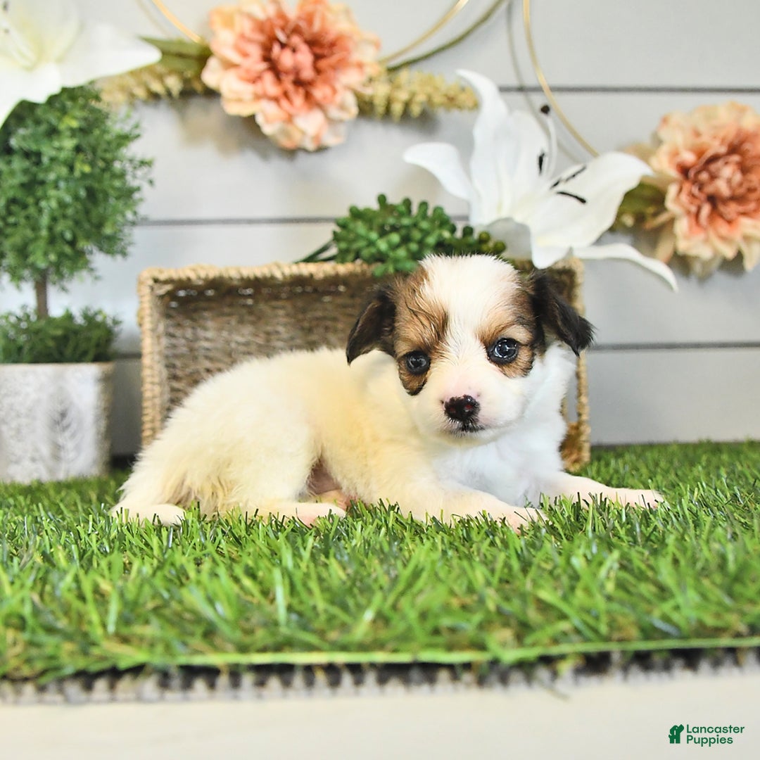 Papillon dogs for sale: Brett - Image 1