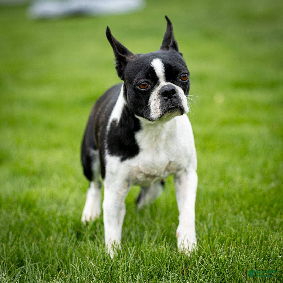 Boston Terrier dogs for sale: Patty - Image 10