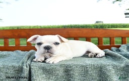 French Bulldog dogs for sale: Lilac - Image 12
