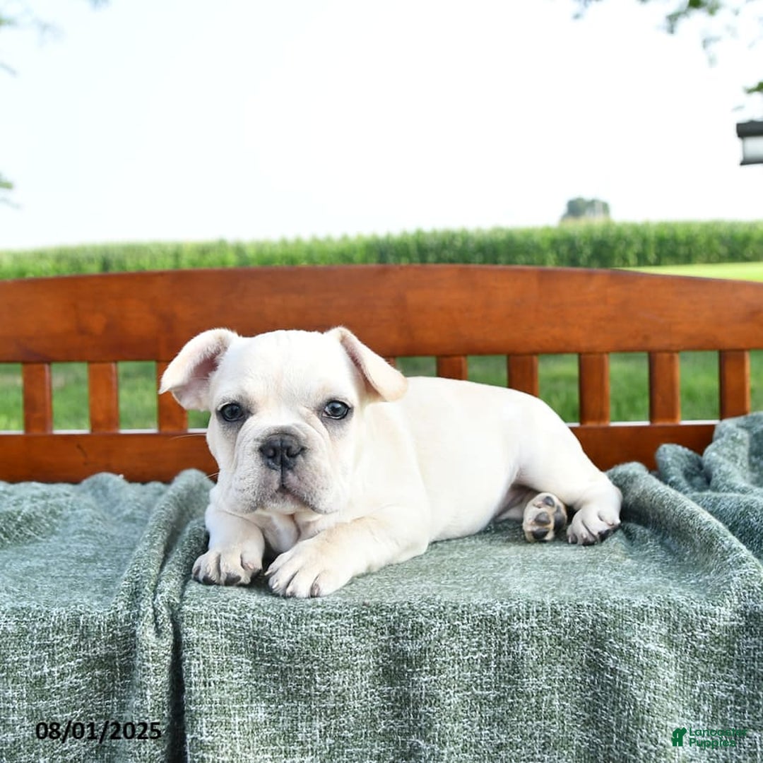 French Bulldog dogs for sale: Lilac - Image 12