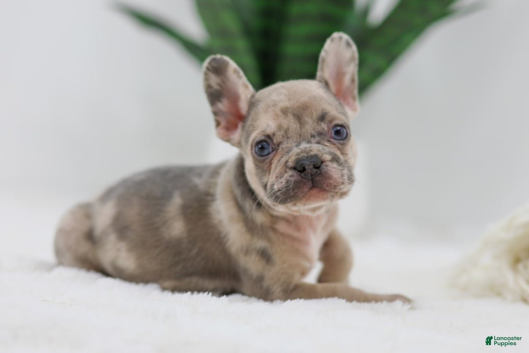 French Bulldog dogs for sale: Hank - Image 4