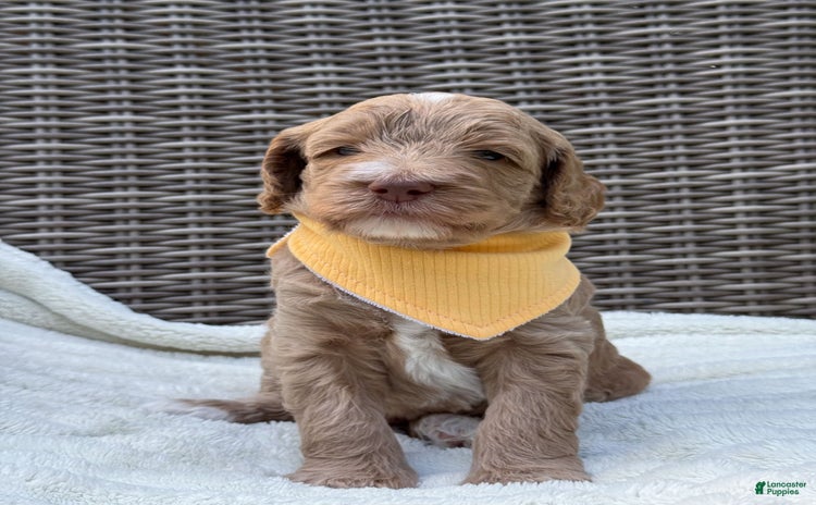 Goldendoodle dogs for sale - Ad 5