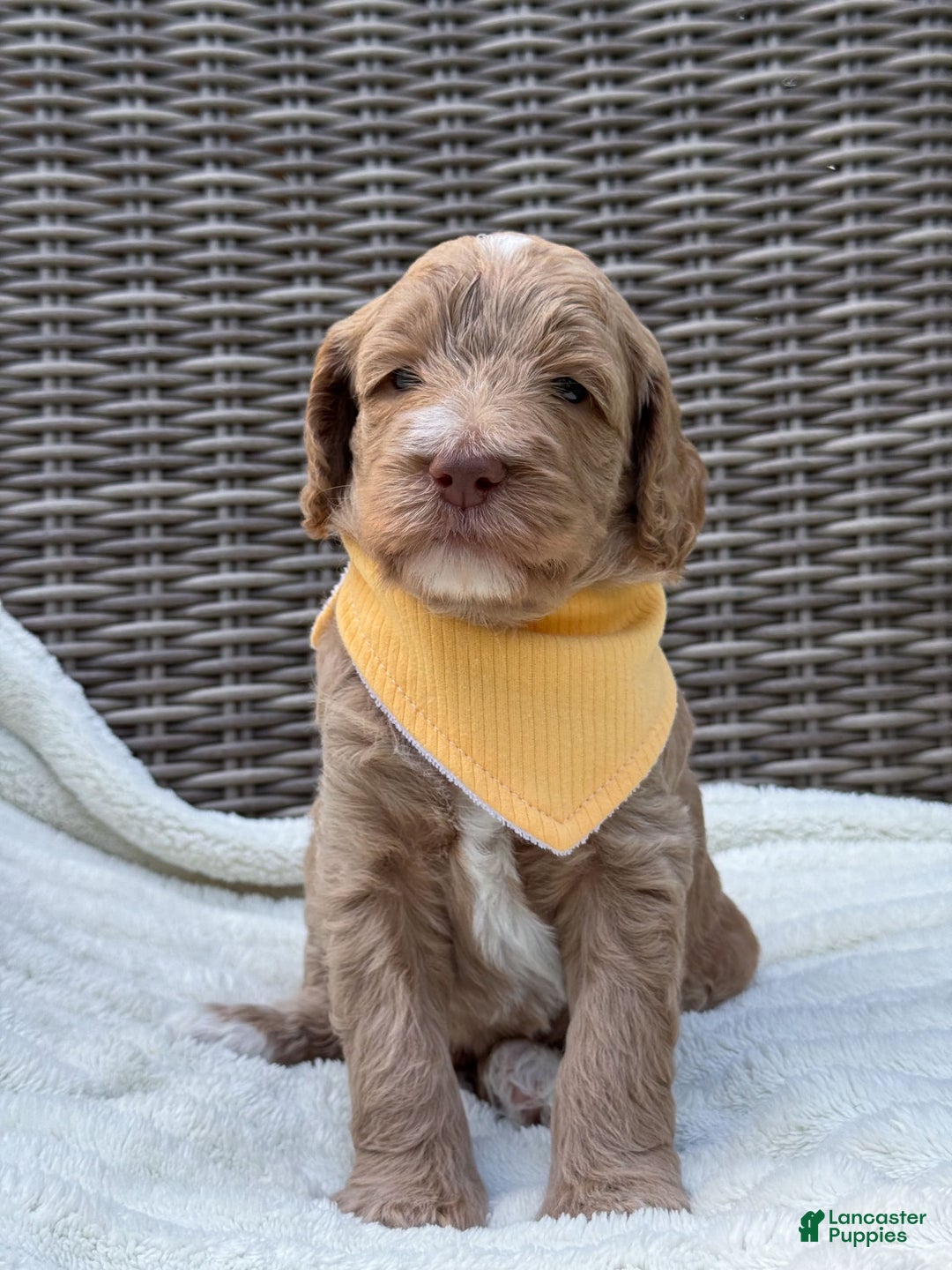 Goldendoodle dogs for sale: Lewis - Image 1