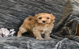 Maltipoo dogs for sale: Tiny - Image 1