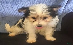 Yorkiepoo dogs for sale: Shirley - Image 10