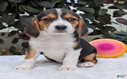 Beagle dogs for sale: Lilly - Image 3