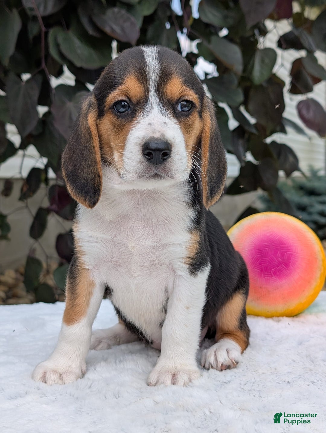 Beagle dogs for sale: Lilly - Image 3