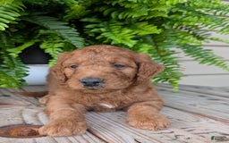 Goldendoodle dogs for sale: Dash - Image 20