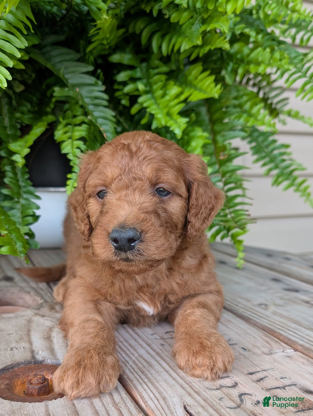 Goldendoodle dogs for sale: Dash - Image 20