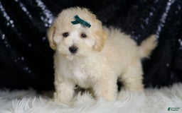 Maltipoo dogs for sale: Mochi - Image 2