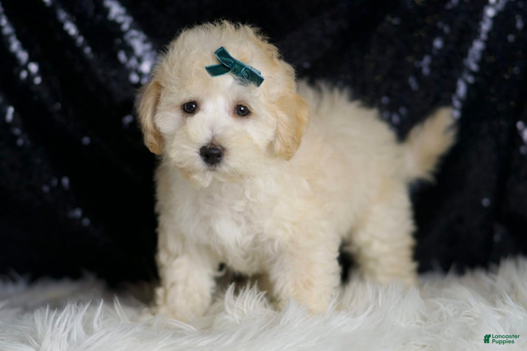 Maltipoo dogs for sale: Mochi - Image 2