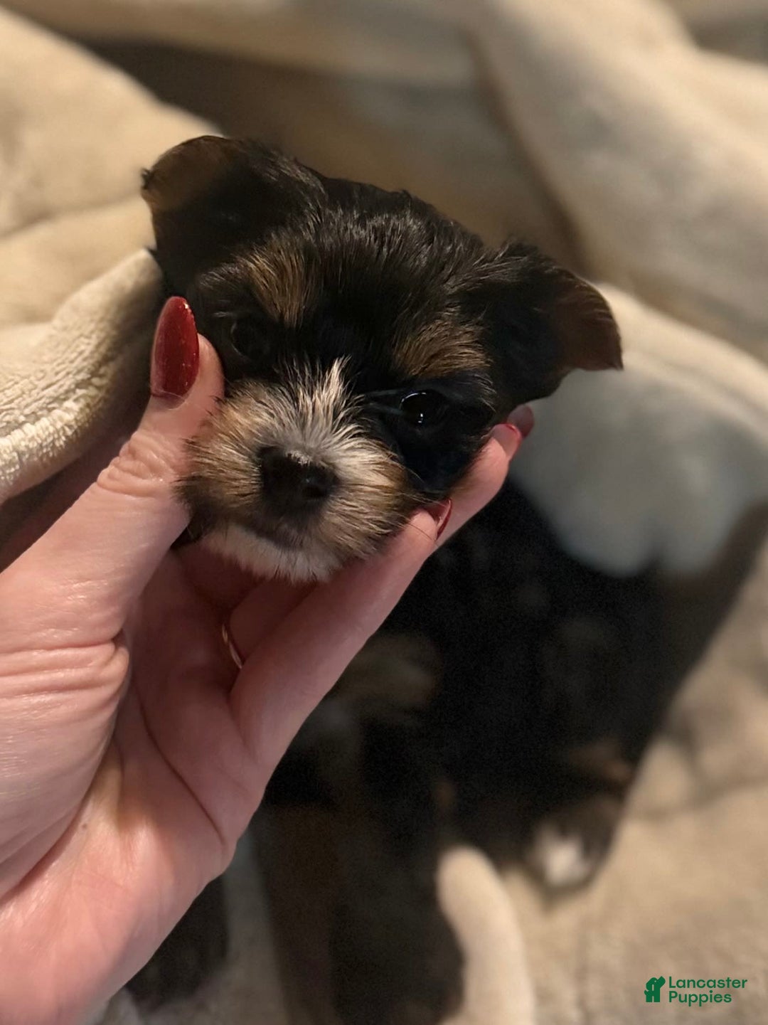 Yorkshire Terrier dogs for sale: Polly - Image 2