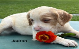 Brittany Spaniel dogs for sale: Jadron - Image 5