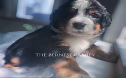 Bernese Mountain Dog dogs for sale: Female Thin Blaze - Image 1