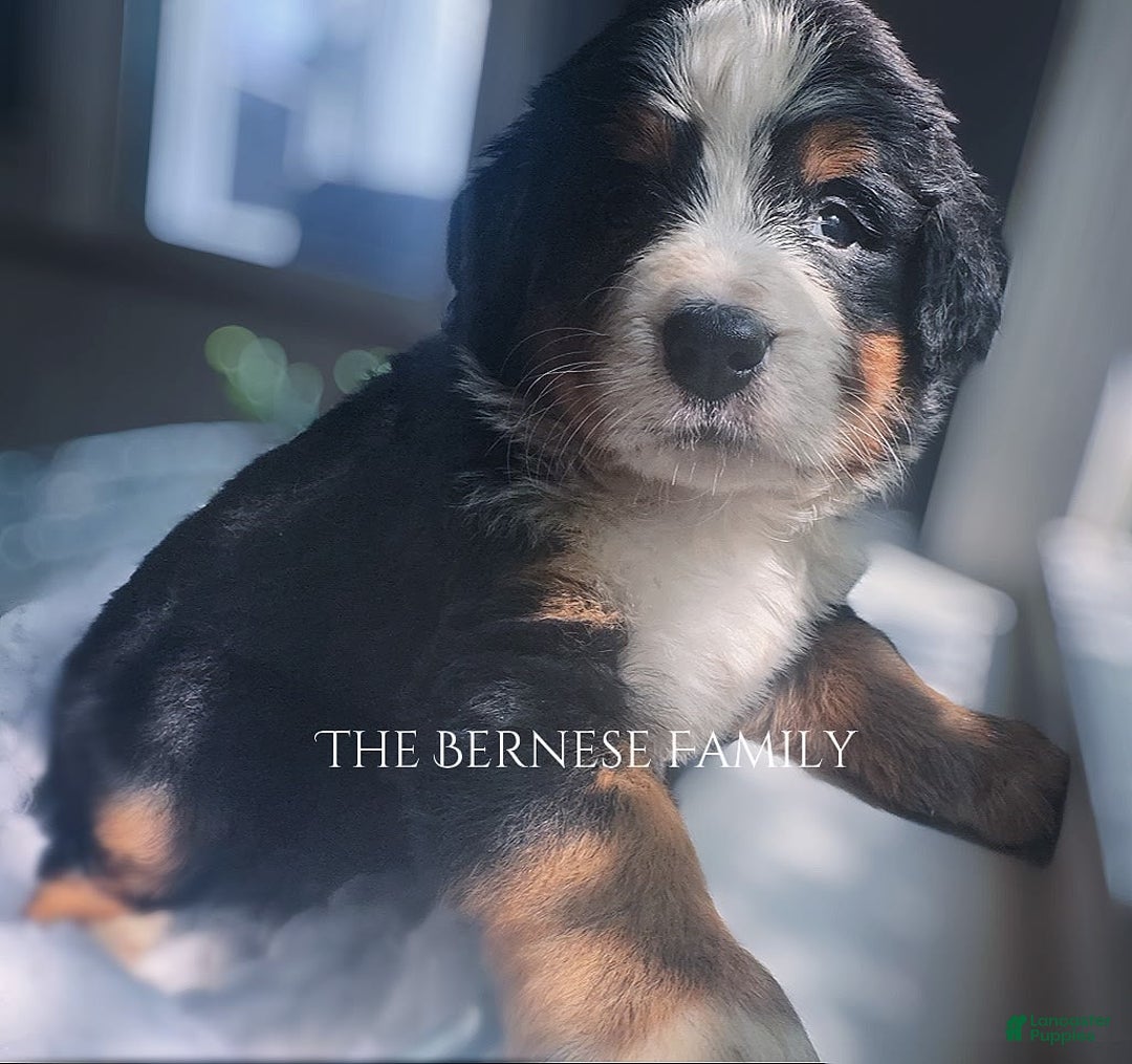 Bernese Mountain Dog dogs for sale: Female Thin Blaze - Image 1