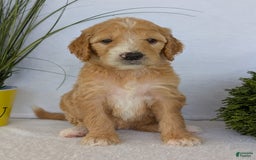 Goldendoodle dogs for sale: Sadie - Image 22