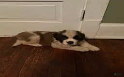 Saint Bernard dogs for sale: Aether - Image 1