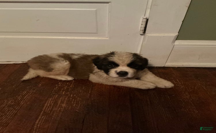 Saint Bernard dogs for sale - Ad 1