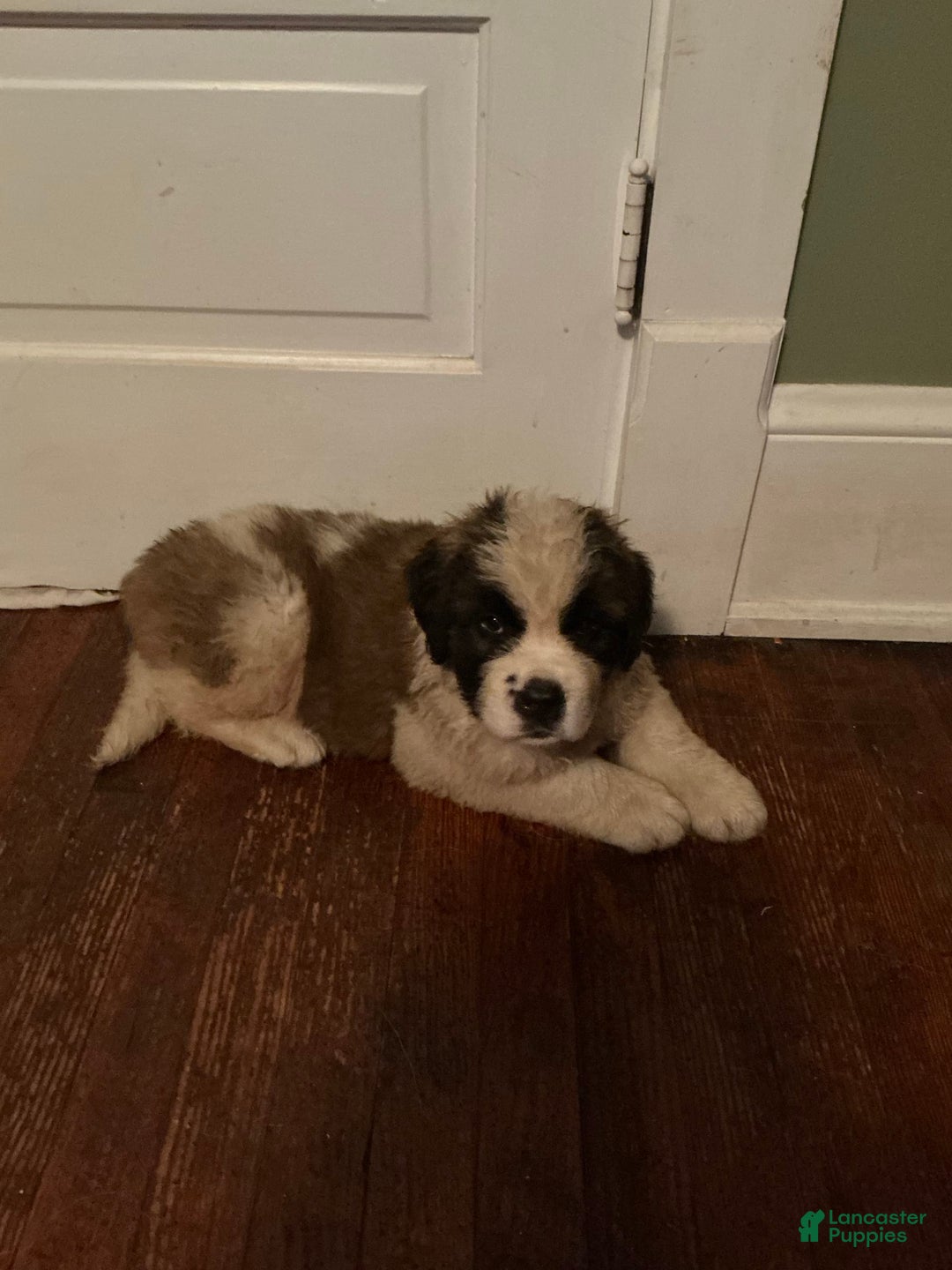 Saint Bernard dogs for sale: Aether - Image 1