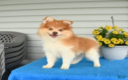 Pomeranian dogs for sale: Hearty - Image 2