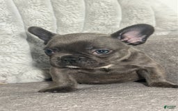 French Bulldog dogs for sale: David - Image 1