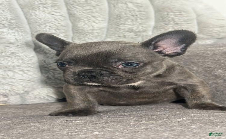 French Bulldog dogs for sale - Ad 1