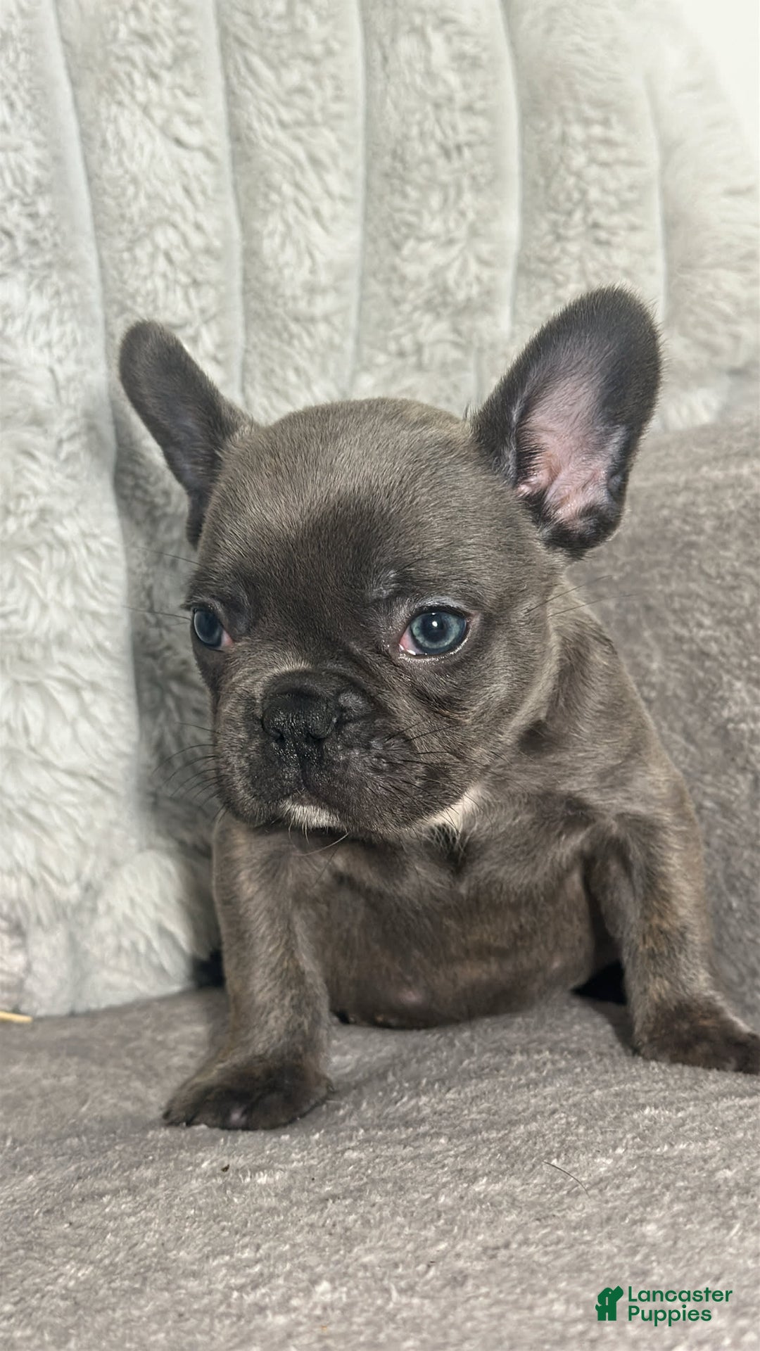 French Bulldog dogs for sale: David - Image 1