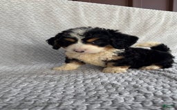 Mini Bernedoodle dogs for sale: Max - Image 10