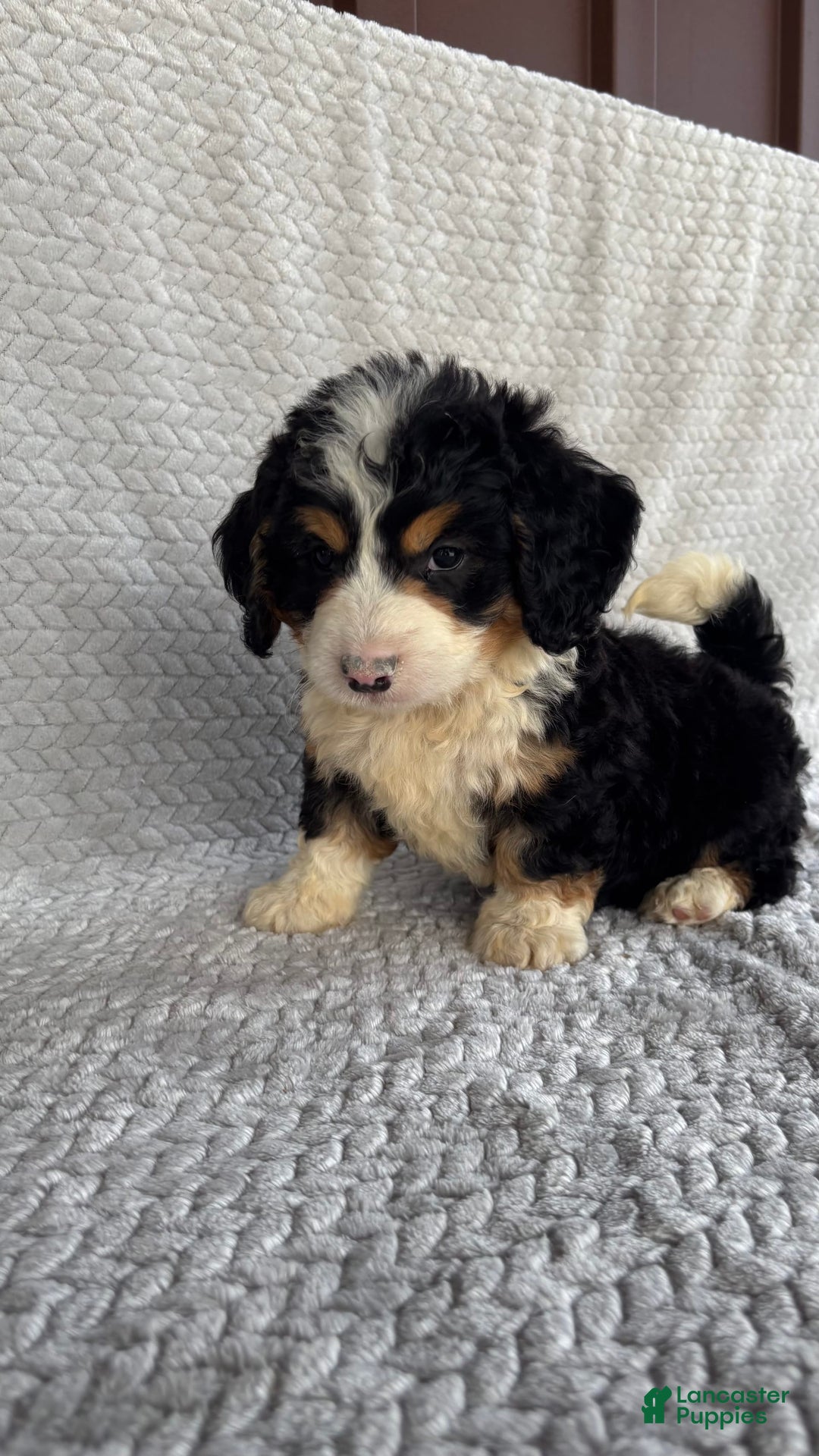 Mini Bernedoodle dogs for sale: Max - Image 10