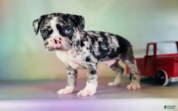 Frenchton dogs for sale: Cash Blue Eye Dna Clear - Image 1