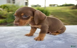 Miniature Dachshund dogs for sale: Frisco - Image 9