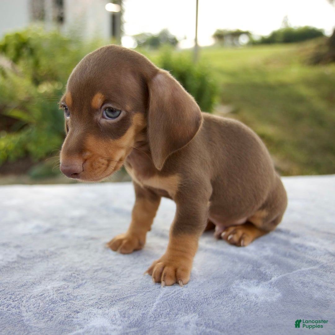 Miniature Dachshund dogs for sale: Frisco - Image 9
