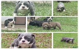 Olde English Bulldogge dogs for sale: Mack - Image 3