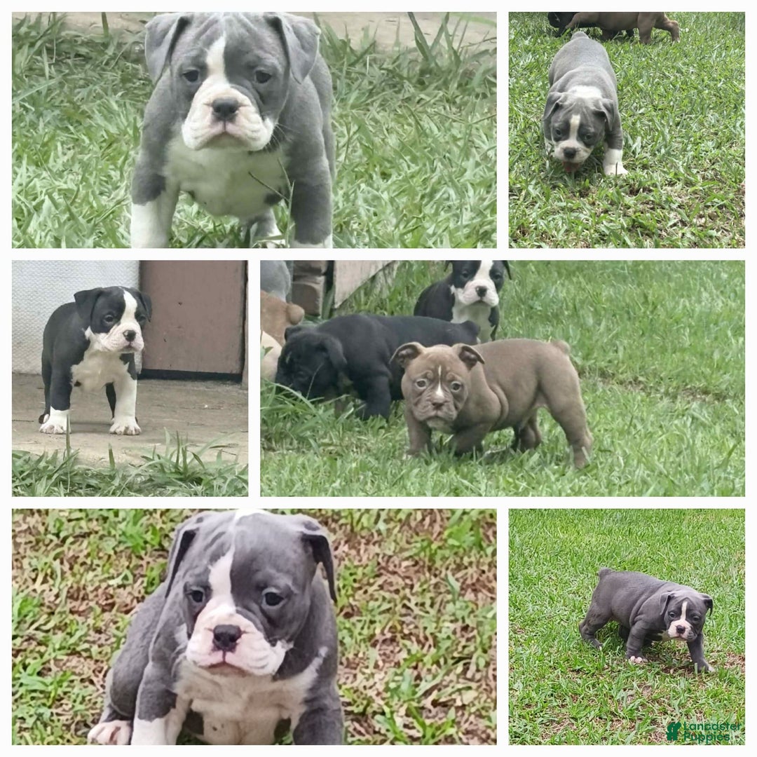 Olde English Bulldogge dogs for sale: Mack - Image 3