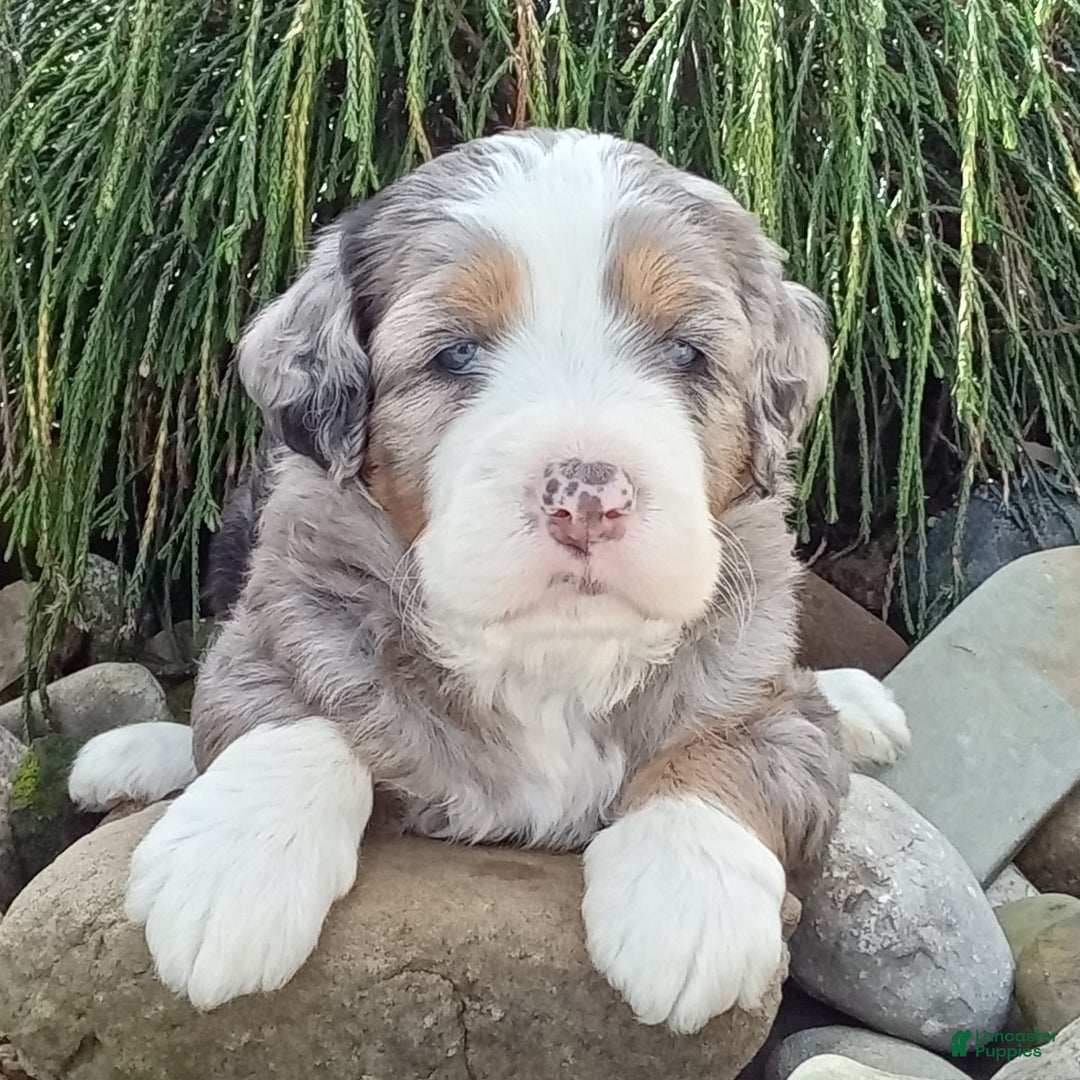 Mini Bernedoodle dogs for sale: Mia - Image 26