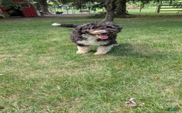 Mini Bernedoodle dogs for sale: Shiloh - Image 14