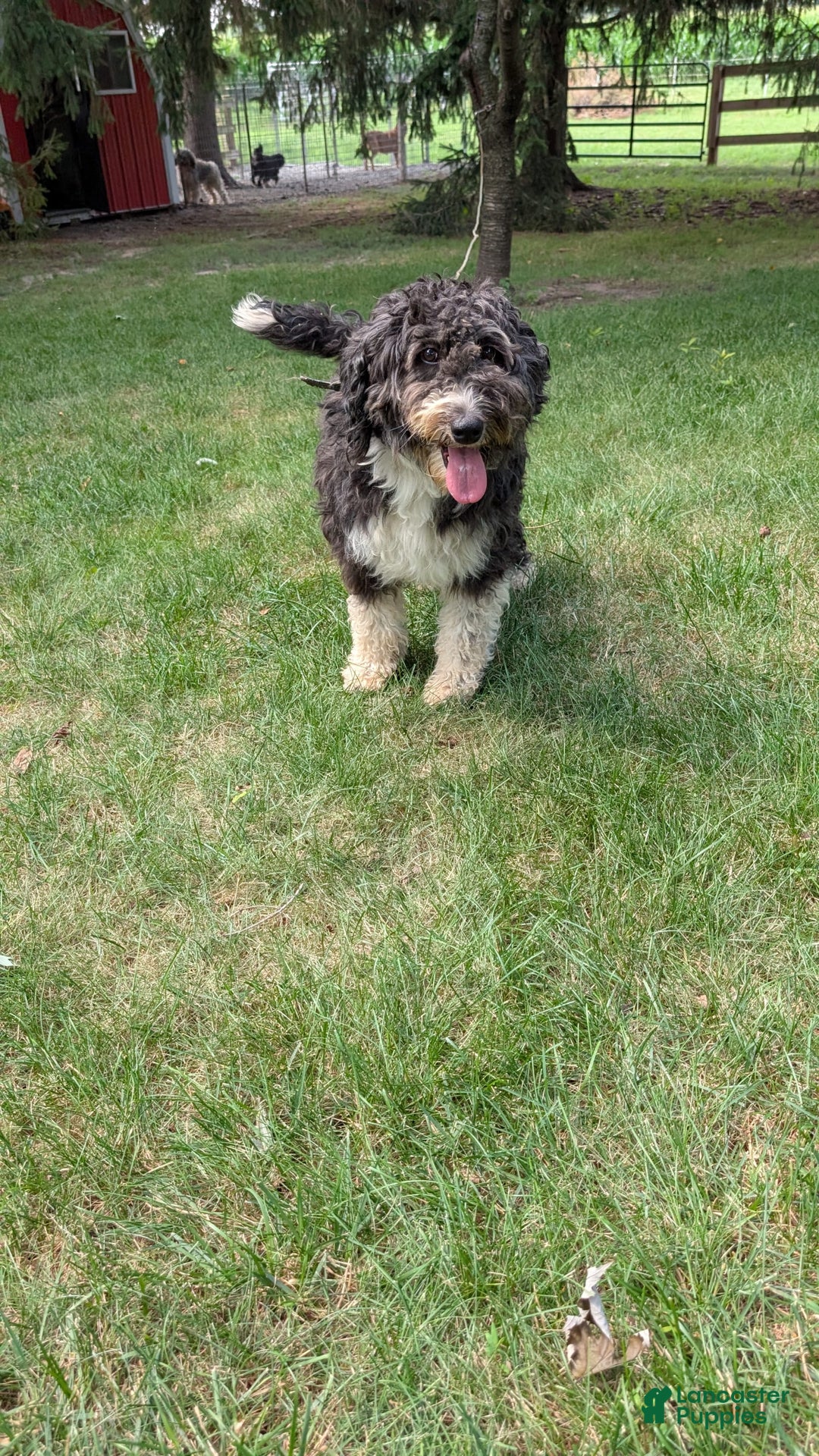 Mini Bernedoodle dogs for sale: Shiloh - Image 14