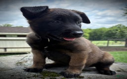 Belgian Malinois dogs for sale: Oakley - Image 2