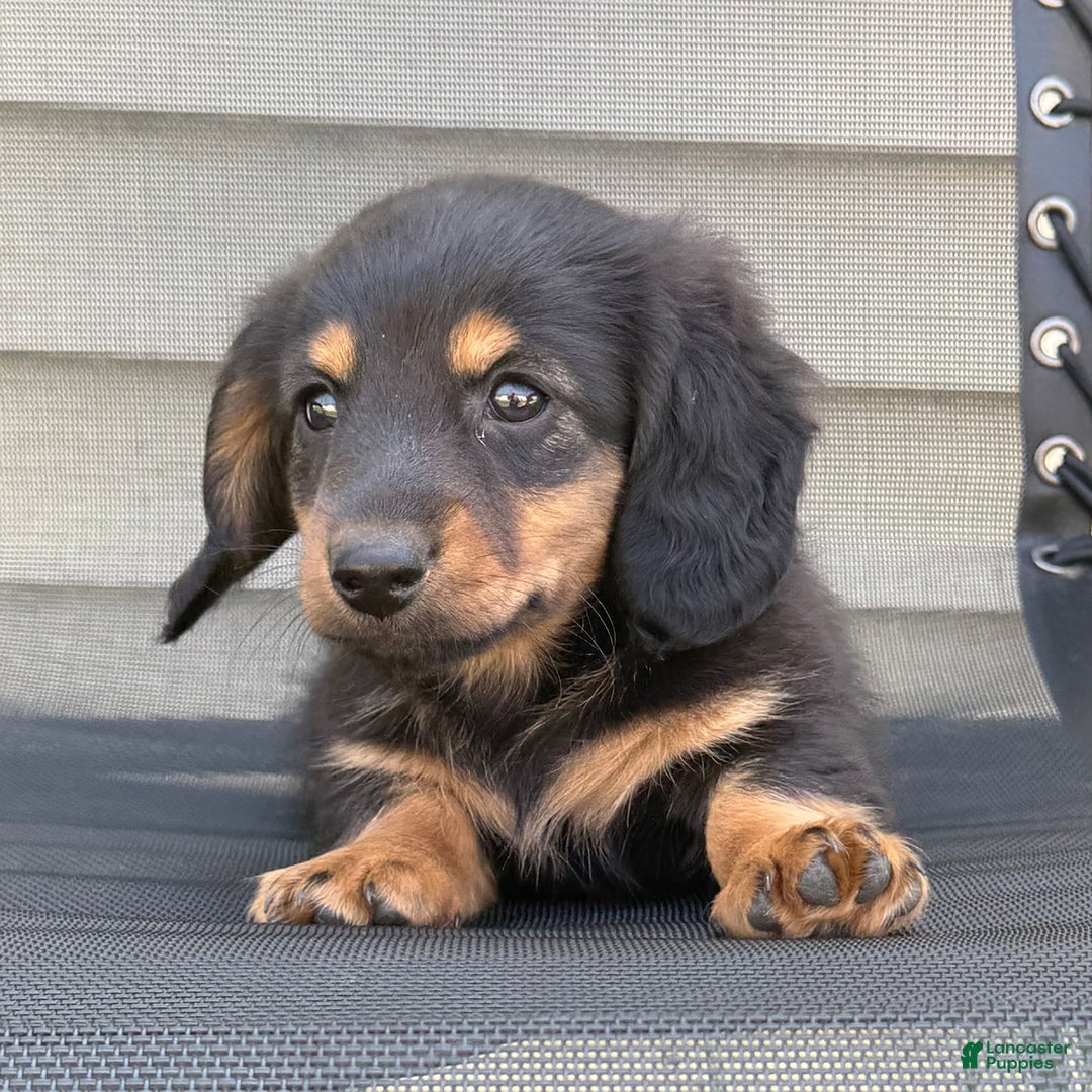 Miniature Dachshund dogs for sale: Blackie - Image 5