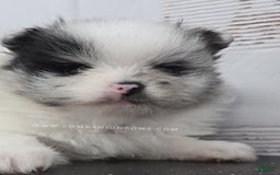 Pomeranian dogs for sale: Blue Eye - Blue Merle - Extreme Parti - Listing for pets: Blue Eye - Blue Merle - Extreme Parti - Image 8